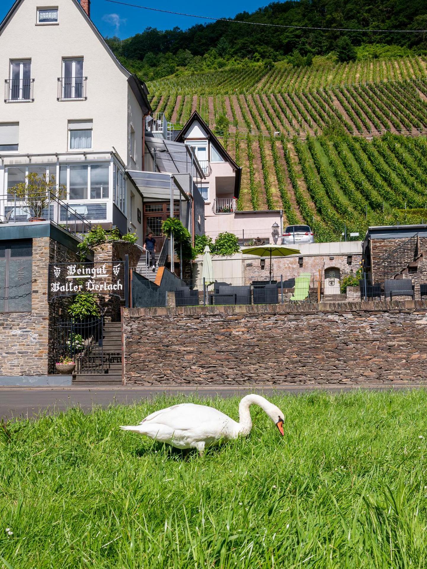 Weingut / Gaestehaus Gerlach Ürzig Exterior foto